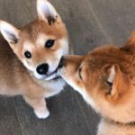 Issa Christopher Tweimeh Instagram - i would like you to meet my puppies, rocket and jet🚀🛩 thank you for making me happy