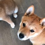 Issa Christopher Tweimeh Instagram - i would like you to meet my puppies, rocket and jet🚀🛩 thank you for making me happy
