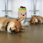 Issa Christopher Tweimeh Instagram - i would like you to meet my puppies, rocket and jet🚀🛩 thank you for making me happy