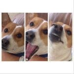 Issa Christopher Tweimeh Instagram - He learns so well from me! The three different stages of taking a picture: cute, funny, ugly. #turbotwaimz