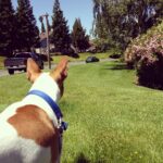 Issa Christopher Tweimeh Instagram - Walk with my best friend.
