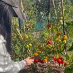Isyana Sarasvati Instagram – Wohooo akhirnya Inyong berkunjung ke #KebunKai milik tante @benlaksana dan om @rarasekar 😂 panen tomat juga yang alhamdulillah berlimpah ya 🍅🙏🏻 berbagi sama sekitar juga hasil panen kita hihi seru piuuuuu! 

Setelah panen, nyong langsung masak masak pake tomatnaa jadi pasta yang di slide terakhir. Wellington, New Zealand