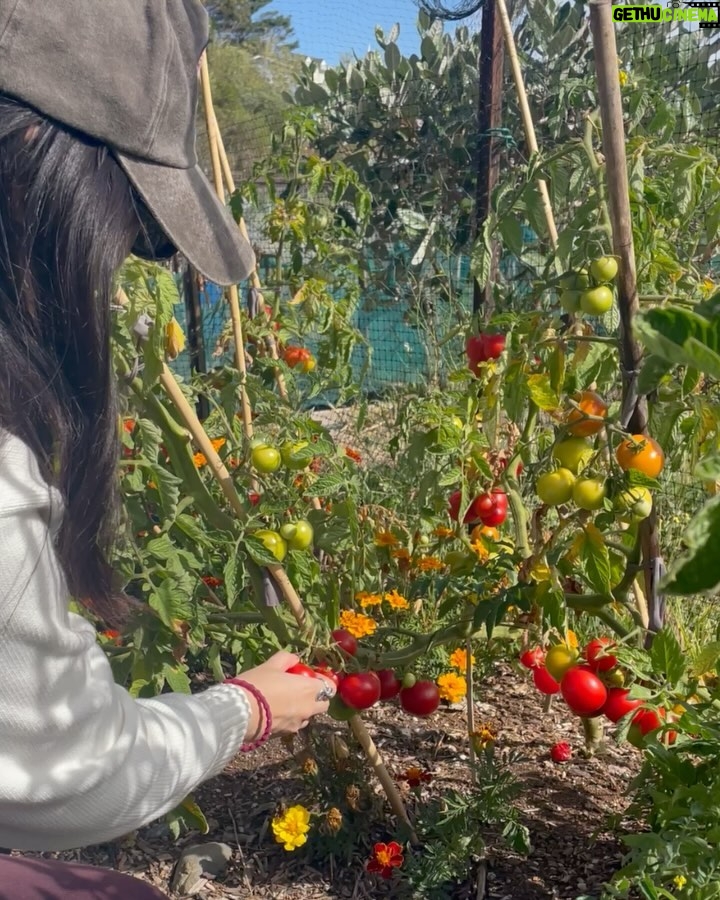 Isyana Sarasvati Instagram - Wohooo akhirnya Inyong berkunjung ke #KebunKai milik tante @benlaksana dan om @rarasekar 😂 panen tomat juga yang alhamdulillah berlimpah ya 🍅🙏🏻 berbagi sama sekitar juga hasil panen kita hihi seru piuuuuu! Setelah panen, nyong langsung masak masak pake tomatnaa jadi pasta yang di slide terakhir. Wellington, New Zealand
