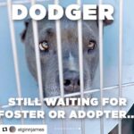 JR Bourne Instagram - PLEASE share to get Dodger adopted or fostered at least. He’s in Los Angeles and has only unconditional love to give. Let’s repost the shit out of this guys. His new home is here to be found. #Repost @elginnjames ・・・ Dodger #a5282381 is STILL at the shelter. He needs out. He has been at the shelter for over 6 months. This is no way for a soul to live. He has begun chewing his tail (thus the bandage) and occasionally jumping out of frustration. These are not behaviors he had at the beginning. Very few passers by have paid attention to him to no fault of his own. But staff and volunteers love Dodger and know he is an amazing soul. Please share him. Foster or adopter needed. #dog #dogs #dogsofinstagram #dogsofshelters #stray #dogrescue #dogmom #dogdad #dogperson #ilovedogs #doglover #losangeles #animals #pets #petadoption #iwantadog #petfinder #findapet #straydog #upforadoption #animalshelter #nokill #pitbull #pitbulls #ilovepitties #pittiesofinstagram #pitbullrescue