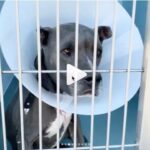 JR Bourne Instagram - PLEASE share to get Dodger adopted or fostered at least. He’s in Los Angeles and has only unconditional love to give. Let’s repost the shit out of this guys. His new home is here to be found. #Repost @elginnjames ・・・ Dodger #a5282381 is STILL at the shelter. He needs out. He has been at the shelter for over 6 months. This is no way for a soul to live. He has begun chewing his tail (thus the bandage) and occasionally jumping out of frustration. These are not behaviors he had at the beginning. Very few passers by have paid attention to him to no fault of his own. But staff and volunteers love Dodger and know he is an amazing soul. Please share him. Foster or adopter needed. #dog #dogs #dogsofinstagram #dogsofshelters #stray #dogrescue #dogmom #dogdad #dogperson #ilovedogs #doglover #losangeles #animals #pets #petadoption #iwantadog #petfinder #findapet #straydog #upforadoption #animalshelter #nokill #pitbull #pitbulls #ilovepitties #pittiesofinstagram #pitbullrescue
