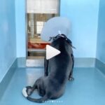 JR Bourne Instagram - PLEASE share to get Dodger adopted or fostered at least. He’s in Los Angeles and has only unconditional love to give. Let’s repost the shit out of this guys. His new home is here to be found. #Repost @elginnjames ・・・ Dodger #a5282381 is STILL at the shelter. He needs out. He has been at the shelter for over 6 months. This is no way for a soul to live. He has begun chewing his tail (thus the bandage) and occasionally jumping out of frustration. These are not behaviors he had at the beginning. Very few passers by have paid attention to him to no fault of his own. But staff and volunteers love Dodger and know he is an amazing soul. Please share him. Foster or adopter needed. #dog #dogs #dogsofinstagram #dogsofshelters #stray #dogrescue #dogmom #dogdad #dogperson #ilovedogs #doglover #losangeles #animals #pets #petadoption #iwantadog #petfinder #findapet #straydog #upforadoption #animalshelter #nokill #pitbull #pitbulls #ilovepitties #pittiesofinstagram #pitbullrescue