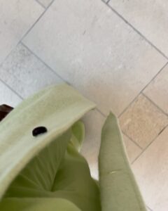 Jackie Aina Instagram - I said I wanted to give them mint chocolate chip 😍 #fallfashion Miami University