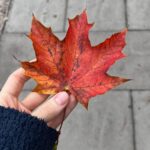 Jacob Collier Instagram - Autumn postcards 🍁🚀🐊🎇