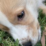 Jada Pinkett Smith Instagram - Say hi to Lucco … my new rescue🐶🐾😍
