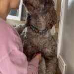 Jade Chynoweth Instagram - Happy Bday to my doggy soulmate, my guardian Angel, my Mochi-choki-latte, my baby🥺 There was no better April Fools Joke than getting my Moki…the big 3! I love you Mokiiiiii🤍🤍🤍🤍