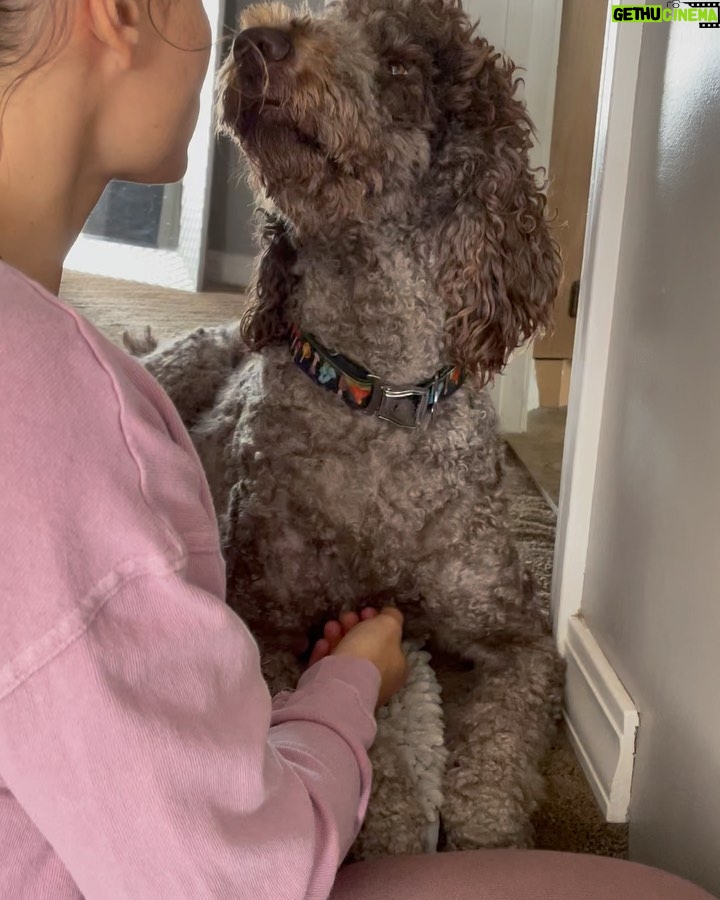 Jade Chynoweth Instagram - Happy Bday to my doggy soulmate, my guardian Angel, my Mochi-choki-latte, my baby🥺 There was no better April Fools Joke than getting my Moki…the big 3! I love you Mokiiiiii🤍🤍🤍🤍