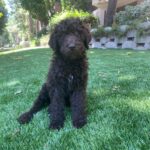Jade Chynoweth Instagram - Happy Bday to my doggy soulmate, my guardian Angel, my Mochi-choki-latte, my baby🥺 There was no better April Fools Joke than getting my Moki…the big 3! I love you Mokiiiiii🤍🤍🤍🤍