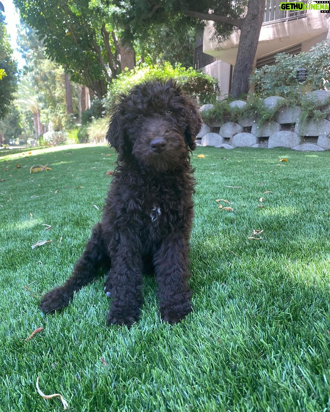 Jade Chynoweth Instagram - Happy Bday to my doggy soulmate, my guardian Angel, my Mochi-choki-latte, my baby🥺 There was no better April Fools Joke than getting my Moki…the big 3! I love you Mokiiiiii🤍🤍🤍🤍