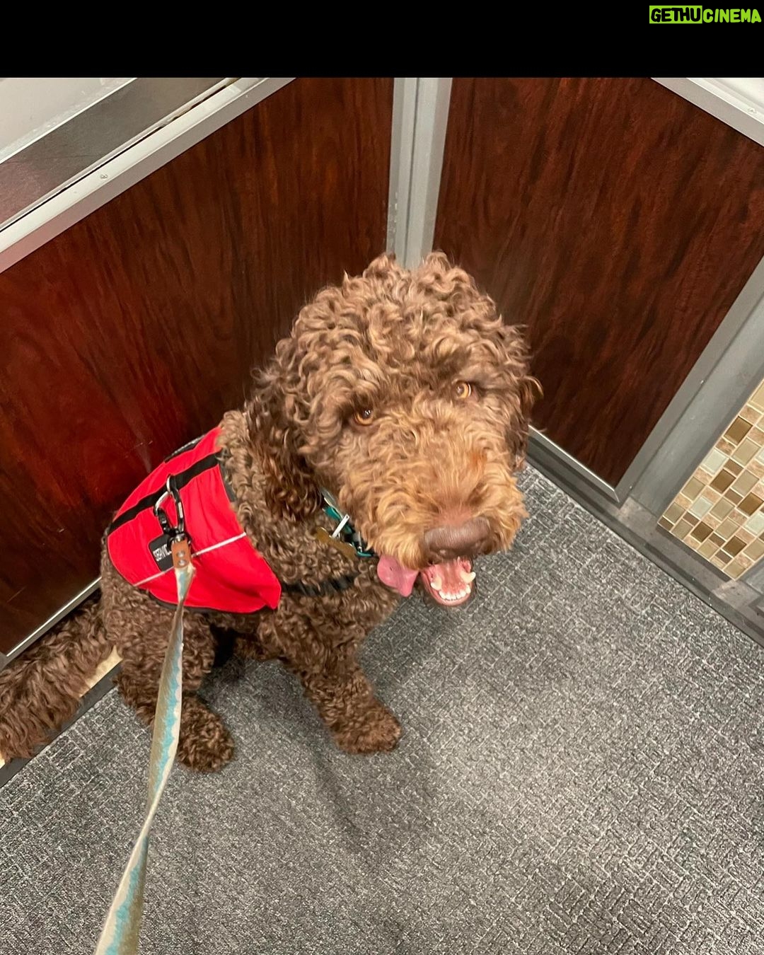 Jade Chynoweth Instagram - Happy Bday to my doggy soulmate, my guardian Angel, my Mochi-choki-latte, my baby🥺 There was no better April Fools Joke than getting my Moki…the big 3! I love you Mokiiiiii🤍🤍🤍🤍