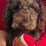 Jade Chynoweth Instagram - Happy Bday to my doggy soulmate, my guardian Angel, my Mochi-choki-latte, my baby🥺 There was no better April Fools Joke than getting my Moki…the big 3! I love you Mokiiiiii🤍🤍🤍🤍