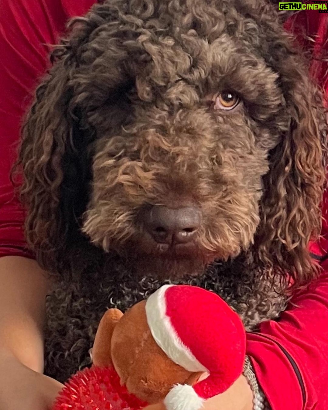 Jade Chynoweth Instagram - Happy Bday to my doggy soulmate, my guardian Angel, my Mochi-choki-latte, my baby🥺 There was no better April Fools Joke than getting my Moki…the big 3! I love you Mokiiiiii🤍🤍🤍🤍