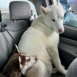 Jade Chynoweth Instagram - 1 week with my new baby brother: Kenai 🐺🐻