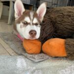Jade Chynoweth Instagram - 1 week with my new baby brother: Kenai 🐺🐻