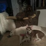 Jade Chynoweth Instagram - 1 week with my new baby brother: Kenai 🐺🐻