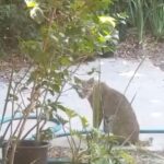 Jake Johnson Instagram – There was a bobcat in my front yard today. That’s all.