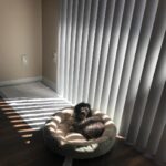 Jake T. Austin Instagram – Found this little one underneath a dumpster earlier today. My place is literally becoming a Hotel for Dogs sequel. 
#welcometothefamily 🐶 Los Angeles, California