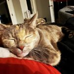 James Gunn Instagram - Happy #caturday