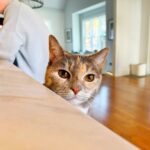 James Gunn Instagram - Happy #Caturday from me & #emilymonster.