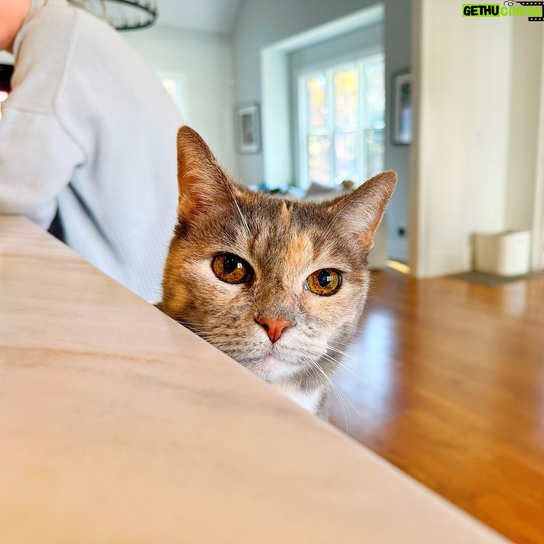 James Gunn Instagram - Happy #Caturday from me & #emilymonster.