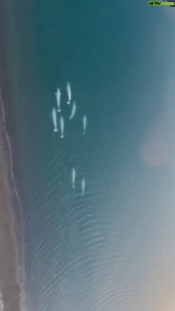 James Gunn Instagram - Beautiful beluga whales from a helicopter in #Svalbard, Norway. Thanks to the wonderful people of Svalbard for their kindness and help filming there this week! I’m grateful for this stunning location and its wonderful people. 🙏 #FortressofGratitude