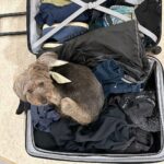 James Gunn Instagram - Got home from out of town and as soon as I opened my suitcase #ozuthedog got on top of my dirty clothes and wouldn’t get out. I guess he didn’t want to take the chance I’d leave without him again.