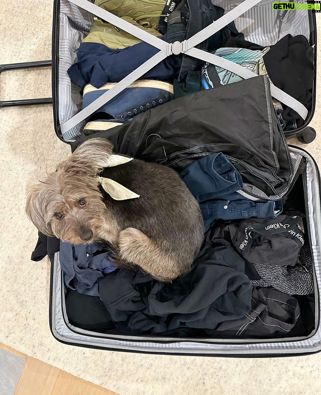 James Gunn Instagram - Got home from out of town and as soon as I opened my suitcase #ozuthedog got on top of my dirty clothes and wouldn’t get out. I guess he didn’t want to take the chance I’d leave without him again.