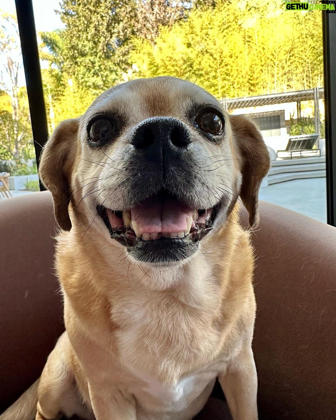 James Gunn Instagram - Just under the wire: Happy National Dog Day! Pet your monster tonight. #lolavonstinkerton #ozuthedog