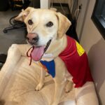 James Gunn Instagram - Art department dog Nora got dressed up for the office today.