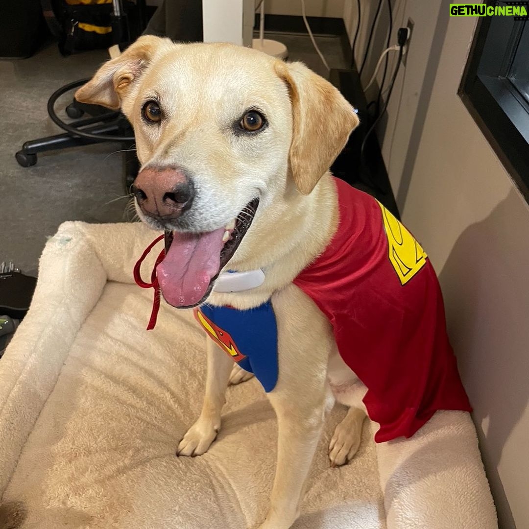 James Gunn Instagram - Art department dog Nora got dressed up for the office today.