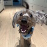 James Gunn Instagram – I just got home from a long trip and this was my dog’s face.
#ozuthedog