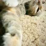 James Gunn Instagram - #caturday #emilymonster