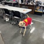 James Gunn Instagram - Art department dog Nora got dressed up for the office today.