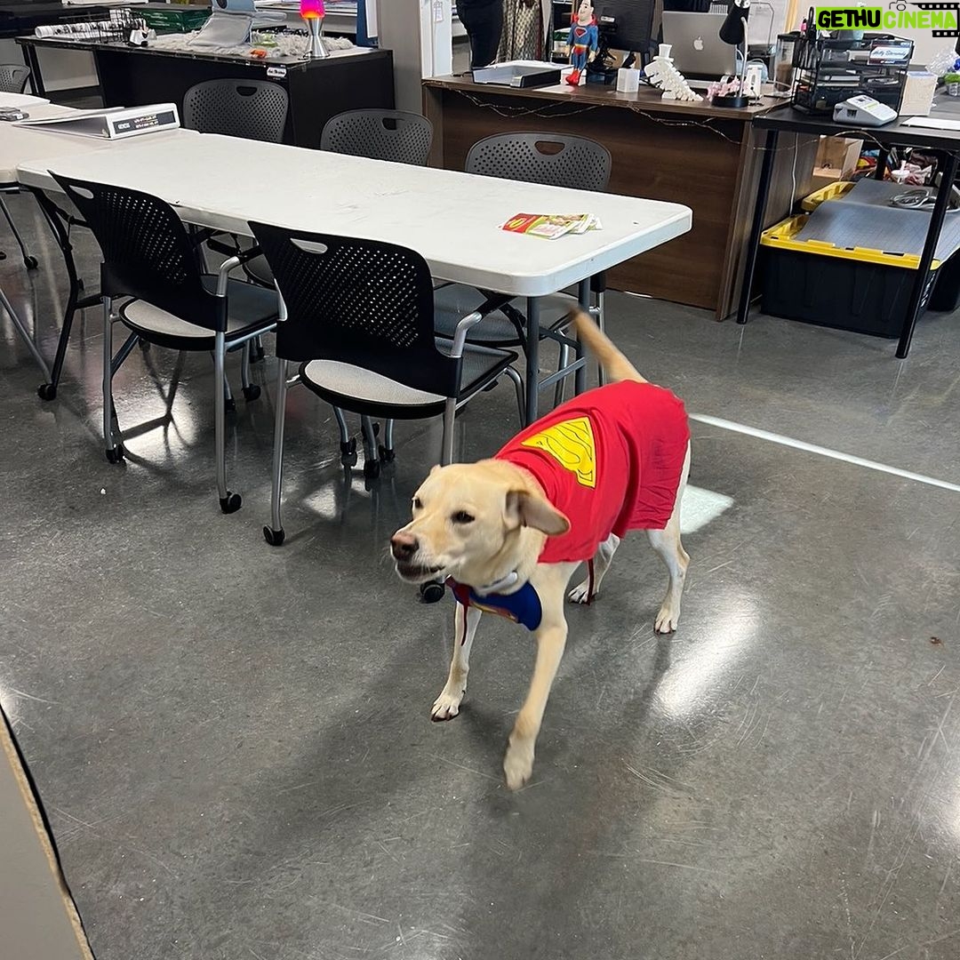 James Gunn Instagram - Art department dog Nora got dressed up for the office today.