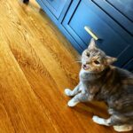 James Gunn Instagram – Who else has a talkative cat?
Happy #Caturday
#catsofinstagram 
#cats