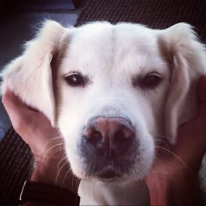 James Marsden Instagram - He was love. 
He was healing
He was the center of our little universe
and our best friend.

Rest In Peace, our sweet Buddy, 
and we will meet again. 
❤️