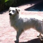 James Marsden Instagram - He was love. He was healing He was the center of our little universe and our best friend. Rest In Peace, our sweet Buddy, and we will meet again. ❤️