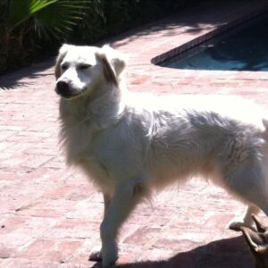 James Marsden Instagram - He was love. 
He was healing
He was the center of our little universe
and our best friend.

Rest In Peace, our sweet Buddy, 
and we will meet again. 
❤️