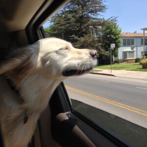 James Marsden Instagram - He was love. 
He was healing
He was the center of our little universe
and our best friend.

Rest In Peace, our sweet Buddy, 
and we will meet again. 
❤️