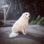 James Marsden Instagram - He was love. He was healing He was the center of our little universe and our best friend. Rest In Peace, our sweet Buddy, and we will meet again. ❤️
