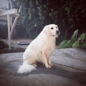 James Marsden Instagram - He was love. He was healing He was the center of our little universe and our best friend. Rest In Peace, our sweet Buddy, and we will meet again. ❤️