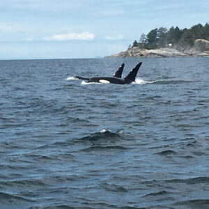 James Marsden Instagram - Pod of Orcas around Horseshoe Bay putting on a show! Sea lions though, seemed rather underwhelmed with us.