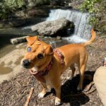 James Maslow Instagram – Much needed getaway camping in Greeter Falls TN.  Where should we camp next?! 🏕️✨🫶🏻🐕