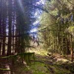 James May Instagram - Enchanted woods.