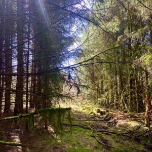 James May Instagram - Enchanted woods.