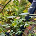 James May Instagram - Some leaves as a bird.